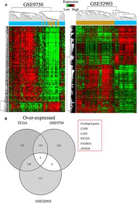 FAM83A as a Potential Biological Marker Is Regulated by miR-206 to Promote Cervical Cancer Progression Through PI3K/AKT/mTOR Pathway